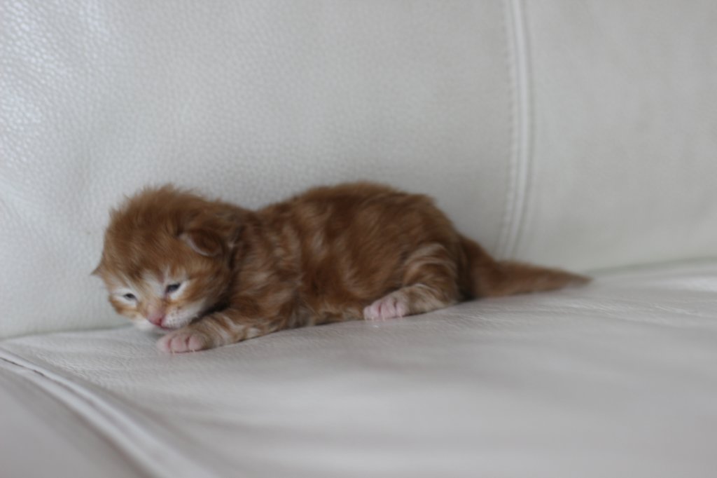 kitten1girlsibd2215.jpg