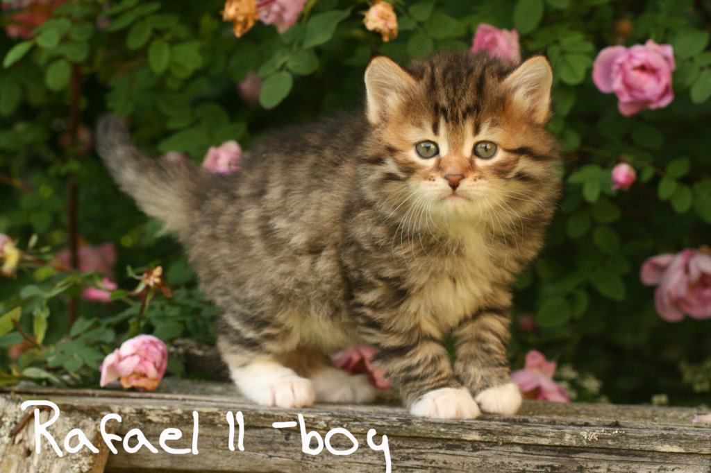 rafaeliiboy.jpg