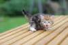 raphaelboyclassictabby4weeks8_small.jpg