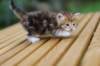 raphaelboyclassictabby4weeks9_small.jpg