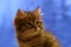 img_4059_small.jpg