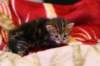 img_2246_small.jpg