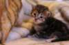 rafaelclassictabbyboyrafaeltabbypoika10_small.jpg