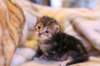 rafaelclassictabbyboyrafaeltabbypoika11_small.jpg