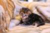 rafaelclassictabbyboyrafaeltabbypoika15_small.jpg