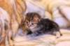 rafaelclassictabbyboyrafaeltabbypoika16_small.jpg