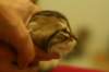 roos_small.jpg