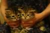 roosandruufus3_small.jpg
