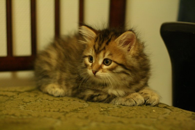 ruufus13.jpg