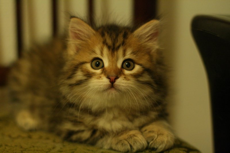 ruufus16.jpg