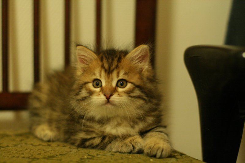 ruufus22.jpg