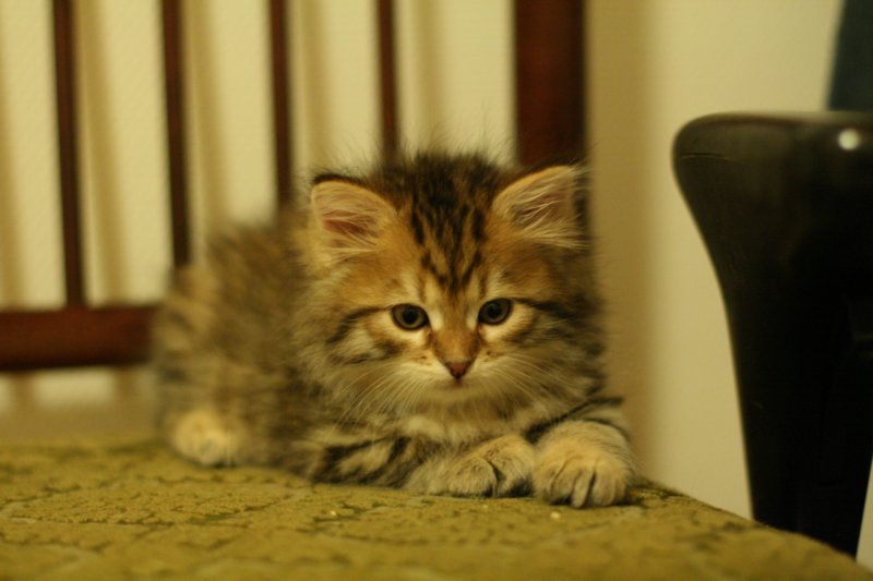 ruufus24.jpg