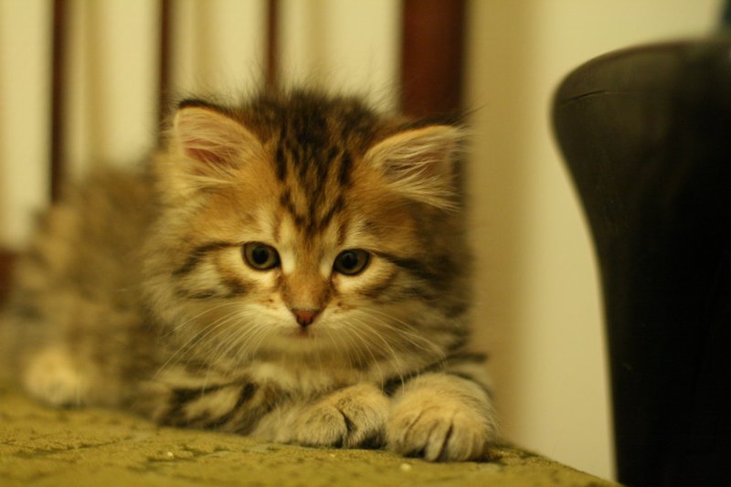 ruufus25.jpg