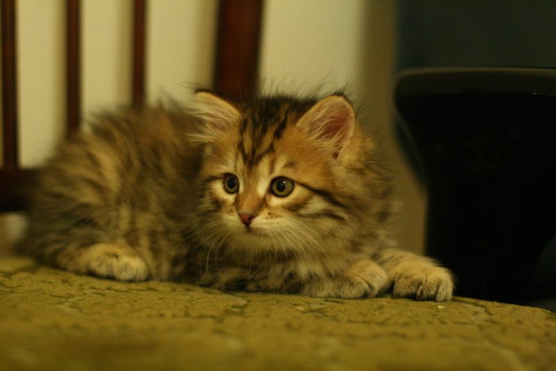 ruufus27.jpg