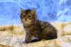 img_3755_small.jpg