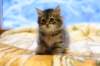 img_3769_small.jpg