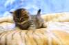 img_3787_small.jpg