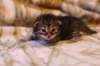 img_1688_small.jpg