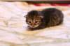 img_1704_small.jpg