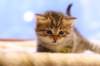 img_2890_small.jpg