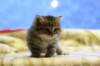 ruubenboyarealcutiewithbigroundeyes19_small.jpg