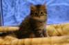 img_3977_small.jpg