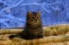 img_3981_small.jpg