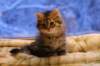 img_3985_small.jpg