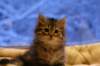 img_3987_small.jpg