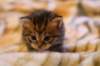 img_2011_small.jpg