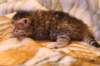 ruufusboy3weeks5122010_small.jpg