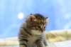 img_2696_small.jpg