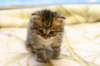 img_2700_small.jpg