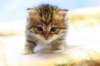 img_2703_small.jpg
