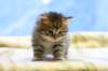 img_2704_small.jpg