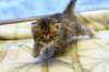 ruufusboyruufusisthesmallestkittenatthemoment2_small.jpg