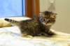 ruufusboyruufusisthesmallestkittenatthemoment3_small.jpg