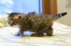 ruufusboyruufusisthesmallestkittenatthemoment4_small.jpg