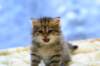 img_3438_small.jpg