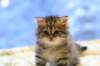 img_3439_small.jpg