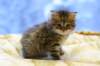 img_3442_small.jpg