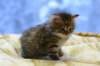 img_3443_small.jpg