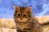 img_3916_small.jpg