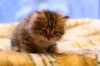 img_3925_small.jpg