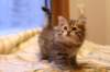 ruufusboy75weeks_small.jpg