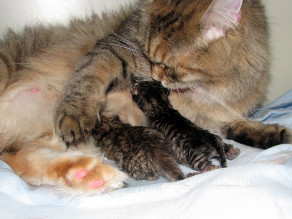amurinilanaakaalbaandhernewbornbabiesgirlandboyamurinilanaakaalbajahnenvastasyntyneettyttjapoikavauva14.jpg