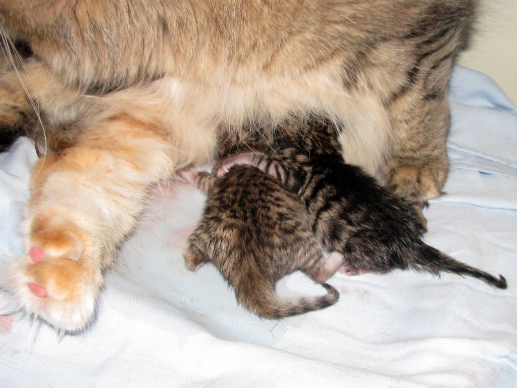 amurinilanaakaalbaandhernewbornbabiesgirlandboyamurinilanaakaalbajahnenvastasyntyneettyttjapoikavauva20.jpg