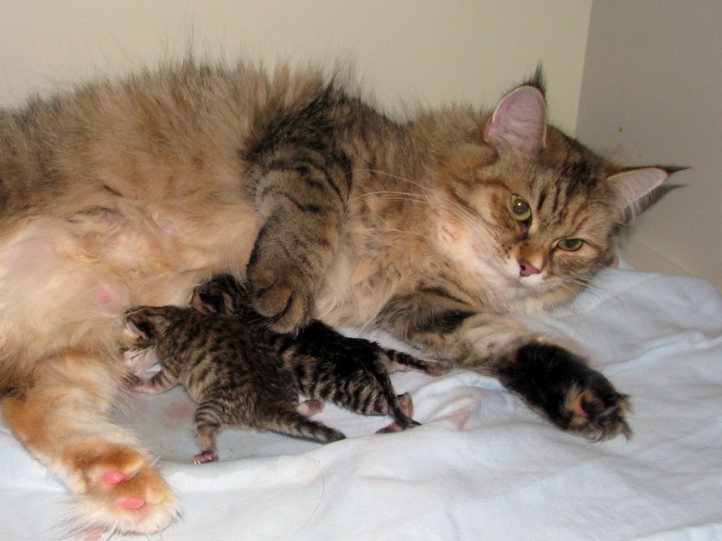 amurinilanaakaalbaandhernewbornbabiesgirlandboyamurinilanaakaalbajahnenvastasyntyneettyttjapoikavauva31.jpg