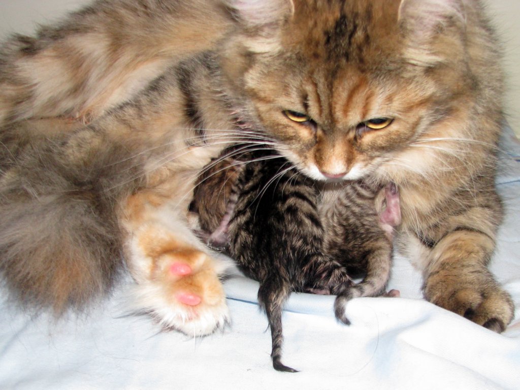 amurinilanaakaalbaandhernewbornbabiesgirlandboyamurinilanaakaalbajahnenvastasyntyneettyttjapoikavauva4.jpg
