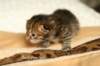 salomegirlimg_7042_small.jpg